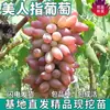 Mudas de Uva-Dedo de Beleza para Dropshipping, Plantas em Vasos para Jardim, Árvores Frutíferas Enxertadas Sem Sementes, Mudas Vivas para Plantio no Norte e Sul