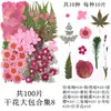Flores Secas, Kit de Materiais para Prensagem de Flores Reais, Espécimes de Folhas Transfronteiriços, Espécimes de Plantas de Flores Prensadas DIY, Pétalas de Flores Secas para Resina para Artesanato