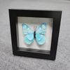 Hongyi Marco de Fotos Colección de Espécimenes de Plantas Secas de Madera Hecho a Medida Caja Marco para Espécimenes de Mariposas Hogar Hecho a Mano Elegante