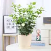 Planta de Semillero de Jazmín Cabeza de Tigre en Maceta Sala de Estar Doble Pétalo Espécimen Antiguo Fragancia Fuerte Gardenia Jiulixiang Planta Fácil de Cultivar en Cuatro Estaciones Planta Verde