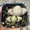 Base de planta suculenta autoproducida y autovendida al por mayor suculentas pequeñas combinación de flores plantas en maceta plantas carnosas Lithops Haworthia