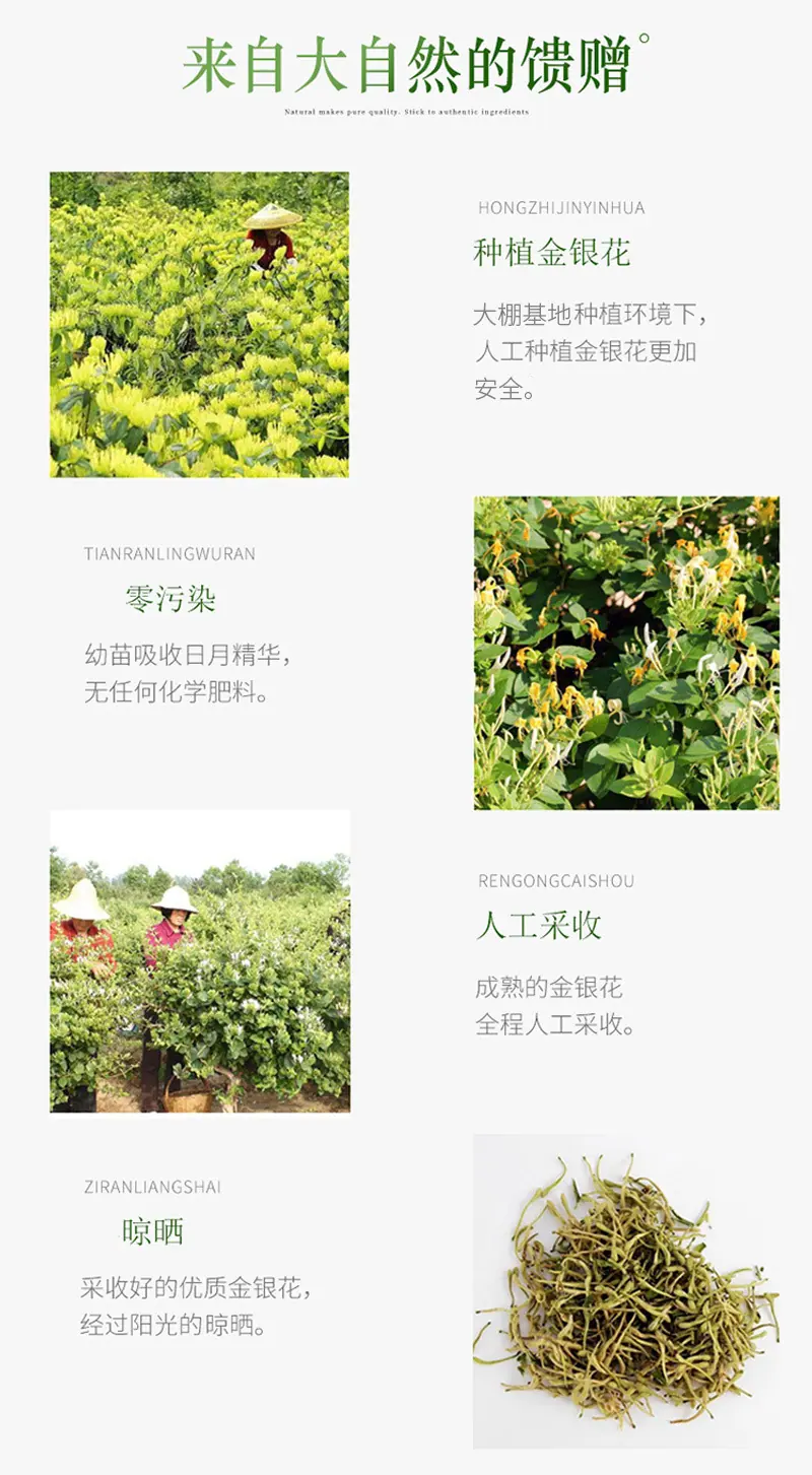 金银花饮品_05.jpg