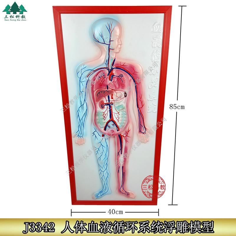 人体血液系统浮雕模型1_副本