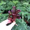 Piña Linda Colorida Piña Selva Tropical Tanque de Agua y Tierra Ecológico Plantas Acuáticas Terrario para Reptiles Paisajismo Plantas Epífitas de Uso Común