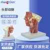Anatomía de la Cabeza con Modelo de Inteligencia Cerebral Modelo de Enseñanza de Inteligencia Cerebral de la Cabeza Anatomía de la Cabeza con Modelo de Inteligencia Cerebral