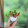 Plantas carnívoras en maceta, plantas cazamoscas, plantas repelentes de mosquitos para balcón interior, plantas verdes divertidas, macetas, plantas insectívoras