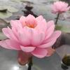 Planta hidropónica de nenúfar con brotes, envío directo todo el año, loto en flor, estanque de peces, maceta, estanque pequeño, raíz grande.