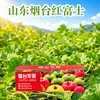 Shandong Yantai Festival de Manzanas Red Fuji Red Fuji Caja de Regalo Grupo de Compra para Regalar Artículos de Año Nuevo Empaque para Empresas