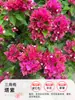 Plántulas de Buganvilia en Maceta con Flores, Plántulas Extra Grandes, Sakura Zhanghong, Interior Balcón, Floración Multitemporada, Enredadera de Alto Nivel