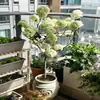 Muda de Árvore de Hortênsia Chinesa Douqiongqiong Hua Vila de Jardim Resistente ao Frio Resistente ao Calor Quatro Estações Tipo Maqiu Mudas de Plantas para Verdejamento