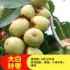 Dropshipping Plántulas Vivas de Azufaifo Zhanhua Azufaifo de Invierno Plántulas de Calabaza Plantadas en el Patio Sur y Norte Plántulas de Árboles Frutales