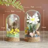 Materiais para DIY de Flores Preservadas Flores Secas Enfeites de Cúpula de Vidro Atividade de Arranjo de Flores Manual para Pais e Filhos Presentes da Temporada de Formatura Enfeites para Pendurar