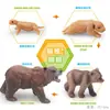 Juguete modelo de animal pequeño simulación ciclo de vida crecimiento rana tortuga pollo Montessori material didáctico preescolar venta al por mayor
