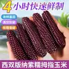 Maíz Morado Pegajoso de Pulgar Xishuangbanna, Empaquetado al Vacío, Perfecto para Comida de Bebé, Desayuno Infantil y Sustituto de Comida