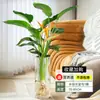 Ave del Paraíso Planta Hidropónica Sala de Estar Casa Próspera Planta Verde Interior Strelitzia Reginae Todo el Año Absorción de Formaldehído Oficina Escritorio Planta en Maceta