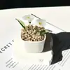 Enfeites de Vidro Zibo, Plantas Suculentas em Vasos, Plantas Verdes de Vidro, Presentes de Flores de Dezembro, Artesanato para Decoração de Escritório