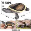 Adornos de Simulación Cognitiva para Niños Anfibio Reptil Tortuga Tortuga China Tortuga Brasileña Modelo de Cocodrilo Real Juguete