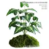 Musgo Sintético Decoración Suave para Interiores Conjunto de Micro-Paisajismo Combinación Ventana Pasillo Musgo Falso Planta Verde Decoración de Paisajismo Arreglo