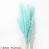 Caña Seca Flores Secas Cabello Gris Caña Grande Caña Seca Decoración de Boda Estilo Nórdico Tamaño Caña Seca Flores Secas Fábrica Venta al por Mayor