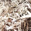 Virutas de Corteza Blanca de Olmo Hechas a Mano, Corteza Blanca Rasgada, Corteza Vieja de Olmo Natural Hecha a Mano, Corteza Blanca de Olmo Olmo Pegajoso Espesante Natural