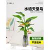Ave do Paraíso Plantas Hidropônicas em Vasos Plantas Verdes Grandes para Interior Sala de Estar Escritório Strelitzia Reginae Cultivada em Água É Fácil de Alimentar em Todas as Estações
