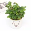Planta Mimosa em Vaso Pequeno, Planta para Varanda Interna, Sala de Estar, Escritório, Quarto Planta Verde, Planta Verde Fácil de Cuidar o Ano Todo