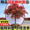 Plántulas de Arce de Hoja de Arce con Injertos de Arce Rojo, Adecuadas para Plantar Tanto en Regiones del Norte como del Sur, Plántulas Grandes, Resistentes al Frío, Adecuadas para Macetas en el Patio, Árboles de Paisajismo Nativo para Exteriores
