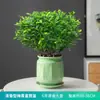 Repelente de Mosquitos, Madera de Pimienta Fragante, Plantas Verdes de Interior en Maceta, Fácil de Cultivar, Absorbe Formaldehído, Plántulas de Flor Jiuli Xiang, Cultivo en Agua