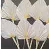 Flor fábrica directa abanico en forma de palma hoja flor seca abanico Guanyin multicolor punto venta al por mayor