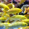 Alevines Vivos de Pez Dorado Ornamental Rojo y Blanco de Raza Pura para Agua Fría, Pez Ornamental Koi Rojo Resistente al Agua Dulce Tricolor