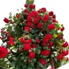 Plántulas Pequeñas de Rosa, Brotes de Rosa, Plantas Verdes con Flores para Balcón, Plantas de Interior en Maceta, Enredaderas Trepadoras con Flores Multitemporada de Fácil Cuidado