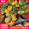Mudas de Orquídea Mengxiang Mini Oncidium Dançarina Perfumada Orquídea Rosa Fragrância Forte Fácil de Cultivar Florais com Botões no Inverno