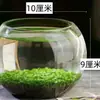 Aquário Paisagismo Quatro Estações, Plantas Aquáticas Domésticas, Plantas Hidropônicas Ecológicas, Sementes de Plantas Aquáticas em Garrafa de Vidro Criativa, Aquário Pequeno