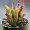 Hierba Atrapa Moscas, Jaula para Cerdos, Carnívoro, Flor Humana, Hierba Repelente de Mosquitos, Hierba Atrapa Mosquitos, Hierba Atrapa Insectos Extra Grande, Plantas en Maceta Divertidas