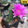 Sistemas Radiculares de Cactus Fáciles de Cultivar, Cactus Columna de Pelo Corto, Colección de Cactus Fáciles de Cuidar para Principiantes