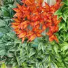Pequeñas plantas verdes estilo bosque con 7 ramas, láminas de plástico impresas en 3D, hojas simuladas, fabricante mayorista para proyectos de embellecimiento de paredes vegetales