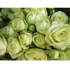 Hacker Queen Jugo Rosa Maceta Balcón Patio Villa Flor Planta Cuatro Estaciones Dropshipping