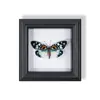 Marco de Fotos de Espécimen de Mariposa Pintura Decorativa de Madera Adorno Retro Europeo Soporte de Exhibición Muebles DIY Regalo de Cumpleaños Regalo