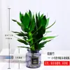 Planta hidropónica de bambú Guan Yin con raíces, planta verde decorativa, bambú de la suerte, planta verde, planta de interior en maceta, bambú de la fortuna con jarrón, fácil de cuidar