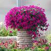 Semillas de Petunia Colgante Importadas, Plantas de Maceta de Petunia Colgante Fáciles de Cultivar, Semillas de Flores para Todas las Estaciones, Tasa de Germinación 80%