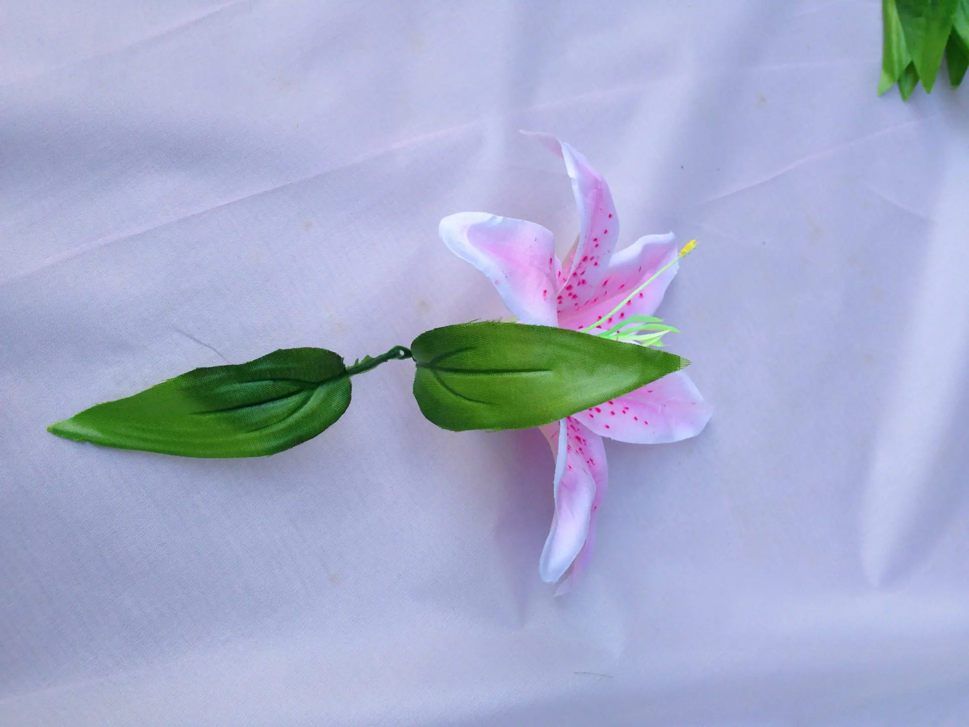 My PicturesIMG_0223