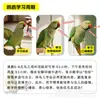 Repetidor de Loro, Máquina de Aprendizaje de Habla de Loro, Dispositivo de Entrenamiento de Habla de Pájaros, Máquina de Aprendizaje Educativo al por Mayor