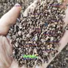 Raiz de cássia, medicina herbal chinesa, sementes de raiz de cássia, especiarias de raiz de cássia, produtos secos de raiz de cássia, pó de raiz de cássia, arroz de raiz de cássia
