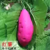 Decoração de Cachos de Uva Roxa e Verde Simulação Uvas Plásticas Falsas Folhas Verdes Videiras de Uva Videiras de Frutas Enfeites Plantas Teto