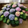 Una Planta de Semillero de Hortensia de una Sola Pieza para Dropshipping, Variedad 'Verano Infinito' Florece Todo el Año, Hortensia Fácil de Cultivar en Maceta para Jardín y Uso en Interiores