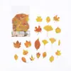 Pacote de Adesivos Pet Momo Série Tempo de Lazer da Jenny Material para Diário Criativo de Plantas Adesivos Decorativos DIY 8 Estilos