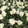 Lámpara de pie LED de tulipán de simulación personalizada, lámpara de ingeniería para exteriores, lámpara de césped decorativa con simulación de parque cuadrado