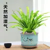 Helecho Nido de Pájaro en Maceta - Planta Pequeña Purificadora de Aire para Interiores, para Oficina, Perenne y Fácil de Mantener, Planta Verde Tolerante a la Sombra