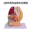 Simulação de Ensino Modelo de Pelve Feminina Espécime do Sistema Geniturinário Feminino Corte Sagital Mediano Anatomia Humana Medicina
