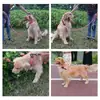 Correa para Mascotas Anti-Shock Arnés para Pasear Perros Arnés de Pecho para Perros Medianos a Grandes Correa para Mascotas Cuerda para Pasear Perros